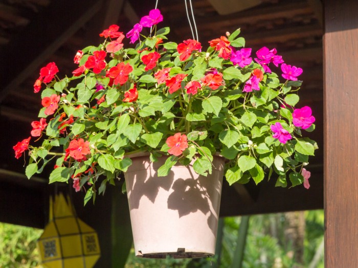 Hanging Plants Indoor | Hanging Basket Plants in Shade: A Guide to Thriving in the Shadows