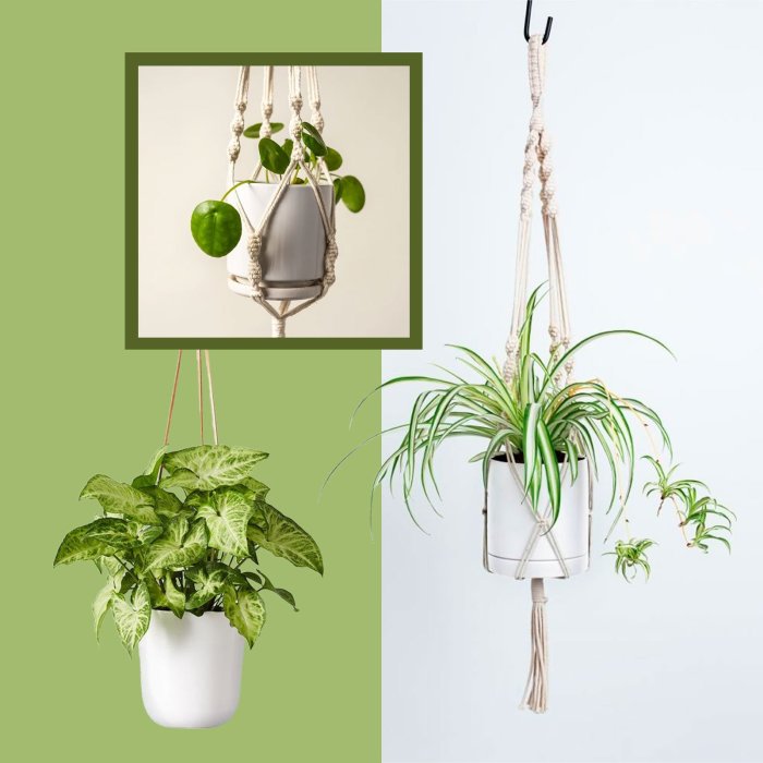 Hanging Plants Indoor | Hanging Houseplants: Transform Your Home with Living Decor