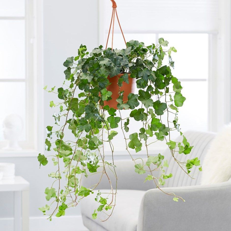 Hanging Plants Indoor | Common Indoor Hanging Plants: Beautify Your Home with Nature's Charm