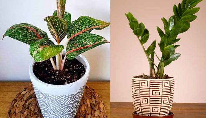 Hanging Plants Indoor | Best Low Maintenance Hanging Plants for Effortless Indoor Greenery