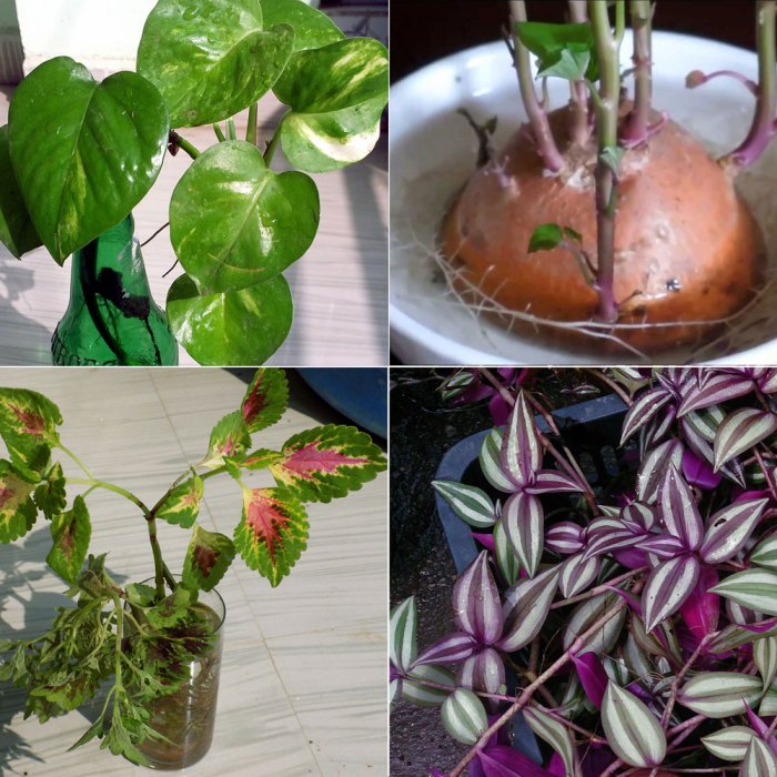 Hanging Plants Indoor | Discover the Best Indoor Trailing Plants for Your Home