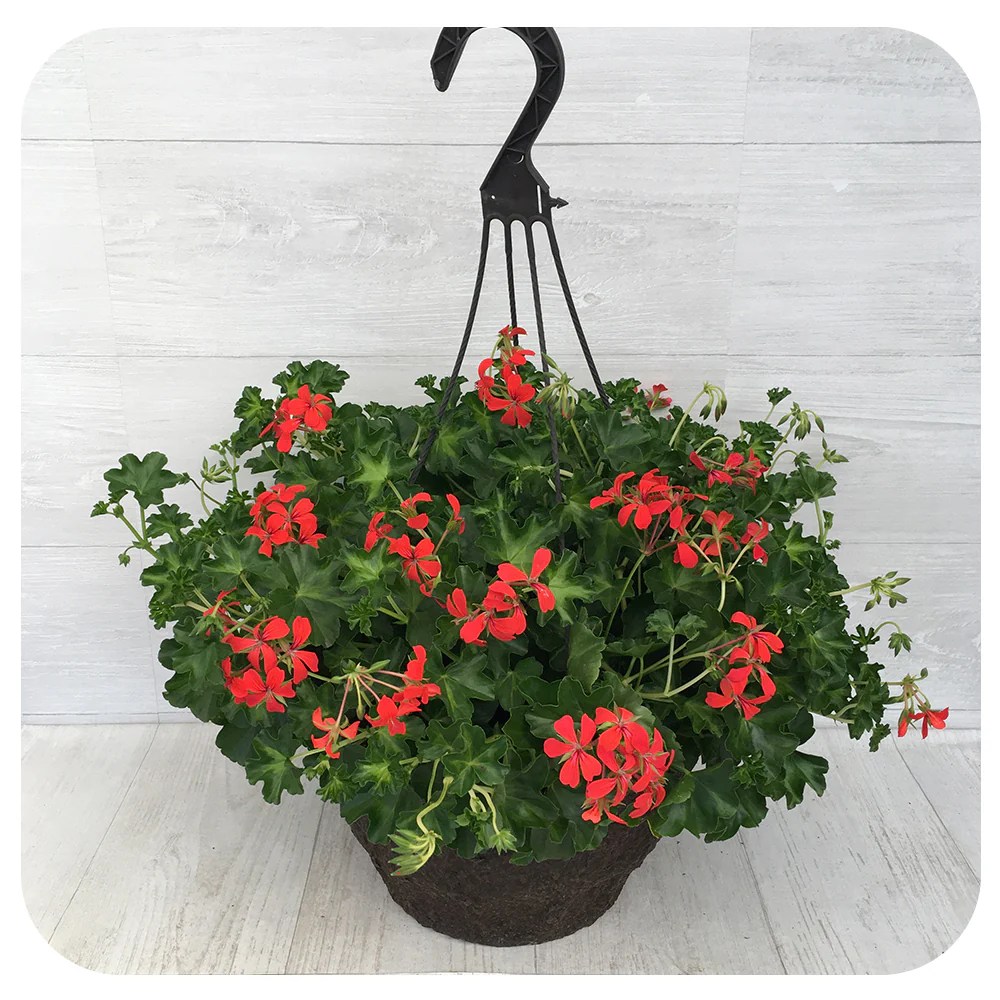 Hanging Plants Indoor | Bunnings Hanging Geraniums: A Versatile and Vibrant Addition to Your Outdoor Oasis