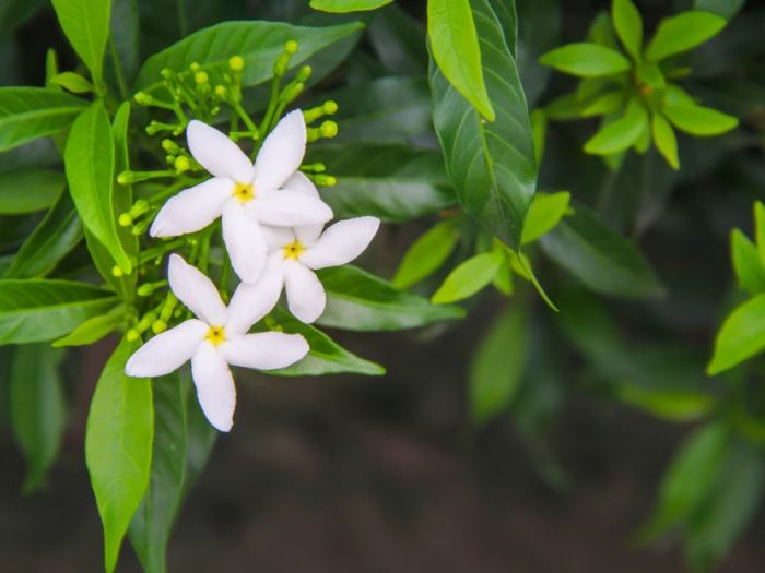 Hanging Plants Indoor | Expert Guide: How to Trim Jasmine Plants for Optimal Growth and Health