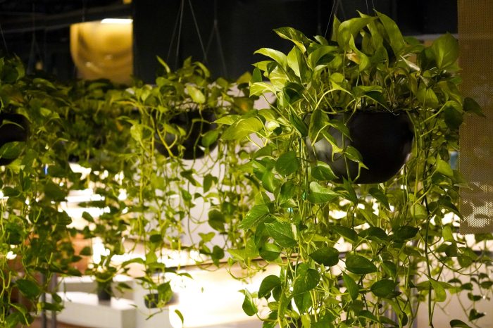 Hanging Plants Indoor | Discover the Allure of Good Indoor Trailing Plants for a Greener, Healthier Home