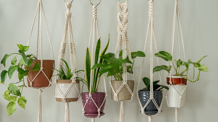 Hanging Plants Indoor | Can You Repot Hanging Plants? A Guide to Repotting Hanging Plants for Optimal Growth