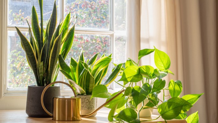 Hanging Plants Indoor | Hanging Plants for West-Facing Windows: A Guide to Bringing Nature Indoors