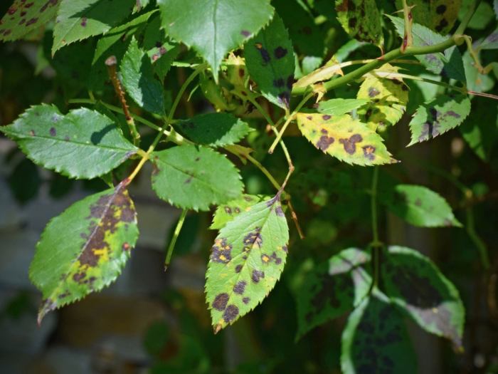 Hanging Plants Indoor | How to Treat Brown Spots on Plants: Causes, Identification, and Effective Solutions