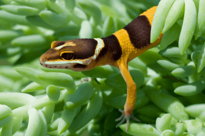 Hanging Plants Indoor | Best Plants for Leopard Geckos: A Guide to Creating a Thriving Environment