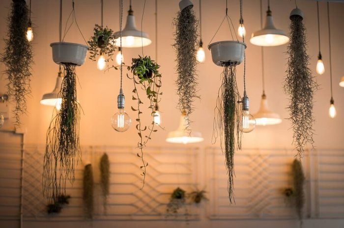 Hanging Plants Indoor | Hanging Plants and Lights: A Guide to Illumination and Greenery