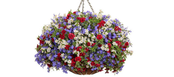 Hanging Plants Indoor | Hanging Basket Plants Sale: Elevate Your Outdoor Spaces
