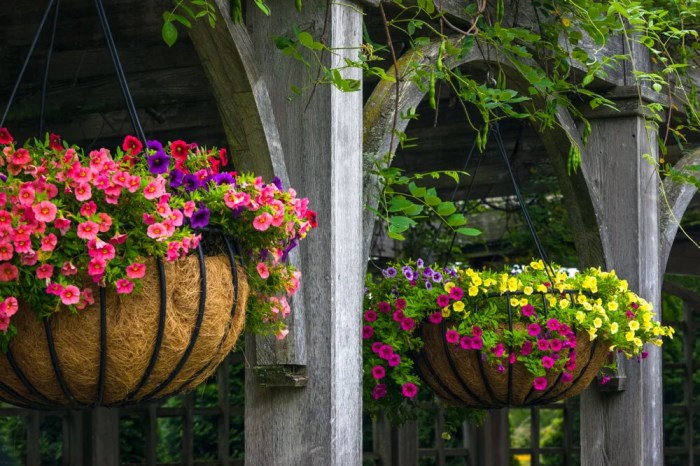 Hanging Plants Indoor | What Hanging Basket Plants Thrive in Shady Spots?