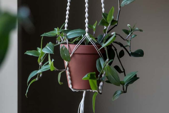 Hanging Plants Indoor | Best Indoor Hanging Plants for Low-Light Environments
