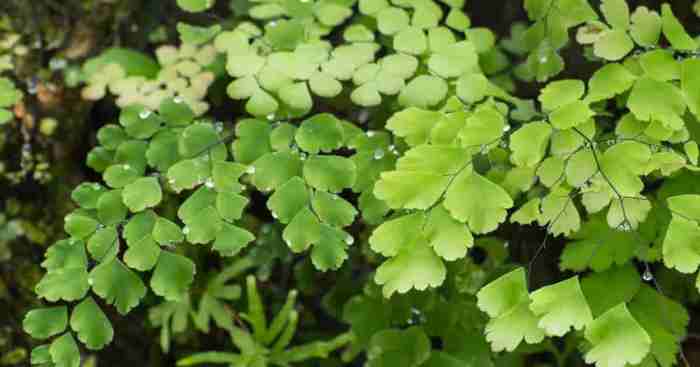 Hanging Plants Indoor | Mastering Maidenhair Fern Care: A Comprehensive Guide