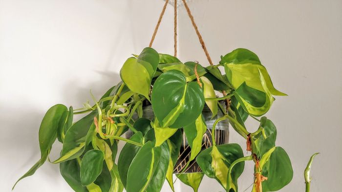Hanging Plants Indoor | Can You Trim Hanging Plants? A Guide to Enhance Beauty and Health