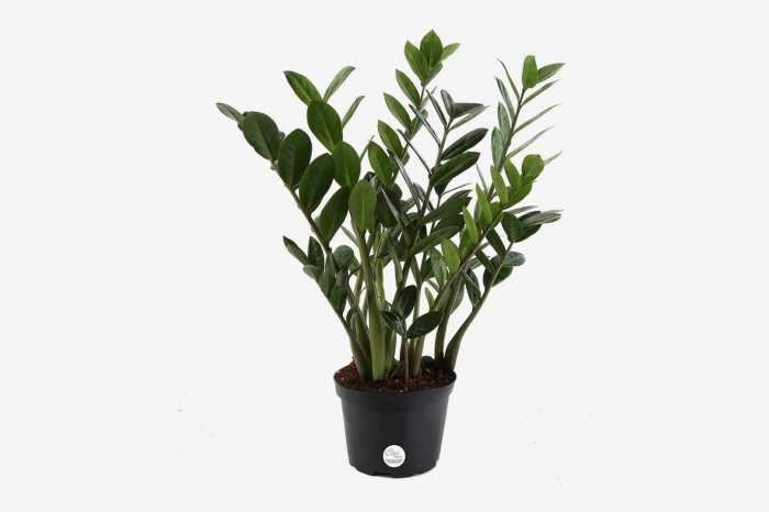 Hanging Plants Indoor | Best Plants for a Cubicle: Enhancing Your Workspace with Greenery