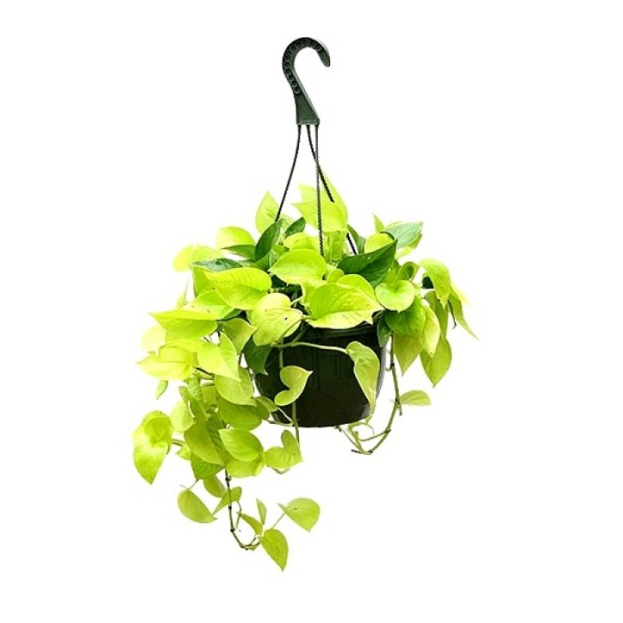 Hanging Plants Indoor | Chinese Money Plant Hanging Basket: A Guide to Care, Benefits, and Varieties