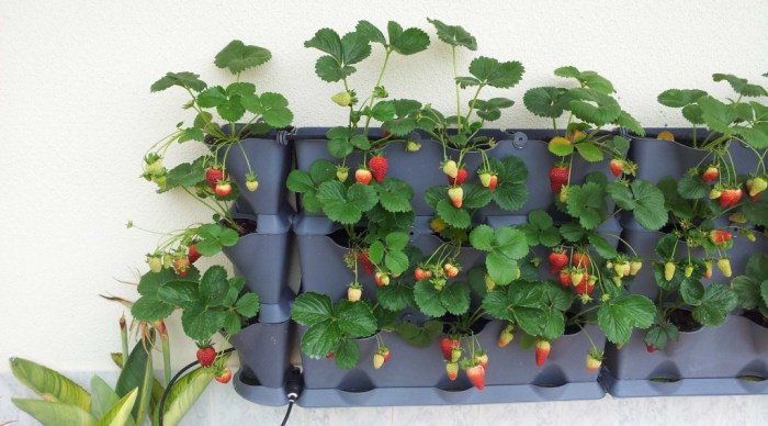 Hanging Plants Indoor | Strawberry Pot Bunnings: A Unique Planter for Your Home