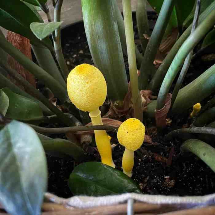 Hanging Plants Indoor | White Mushrooms Thriving in Potted Plants: A Comprehensive Guide