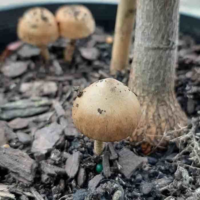 Hanging Plants Indoor | White Mushrooms Thriving in Potted Plants: A Comprehensive Guide