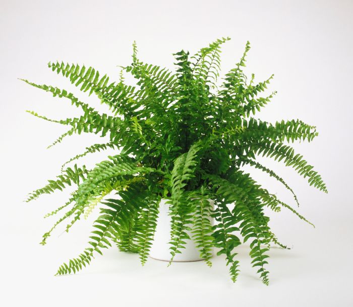 Hanging Plants Indoor | Hanging Boston Fern Indoors: A Comprehensive Guide to Care and Display