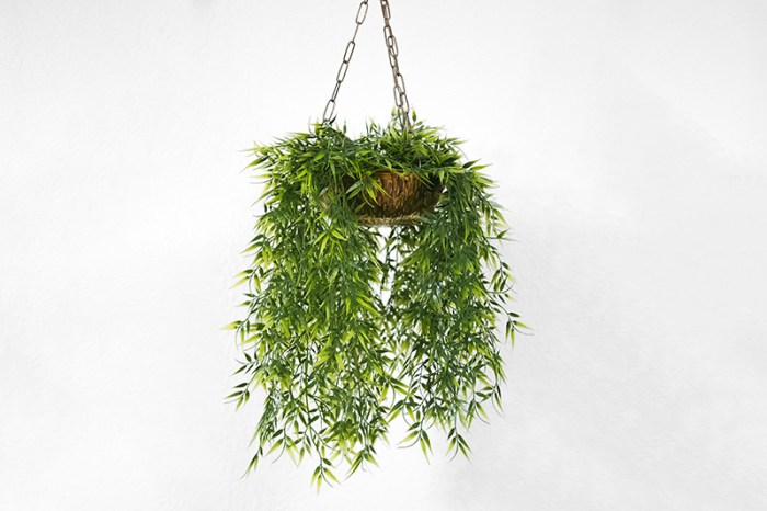 Hanging Plants Indoor | Hanging Plants for Office: Enhancing Well-being and Workspace Aesthetics