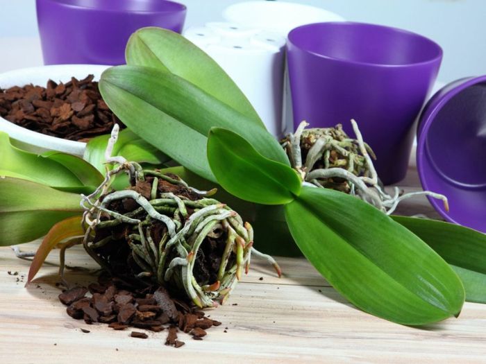 Hanging Plants Indoor | Orchid Mix Bunnings: A Comprehensive Guide for Orchid Enthusiasts