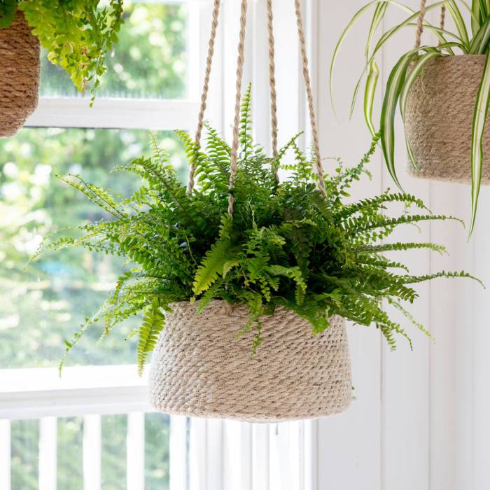 Hanging Plants Indoor | Bunnings Indoor Hanging Pots: A Guide to Choosing, Installing, and Maintaining