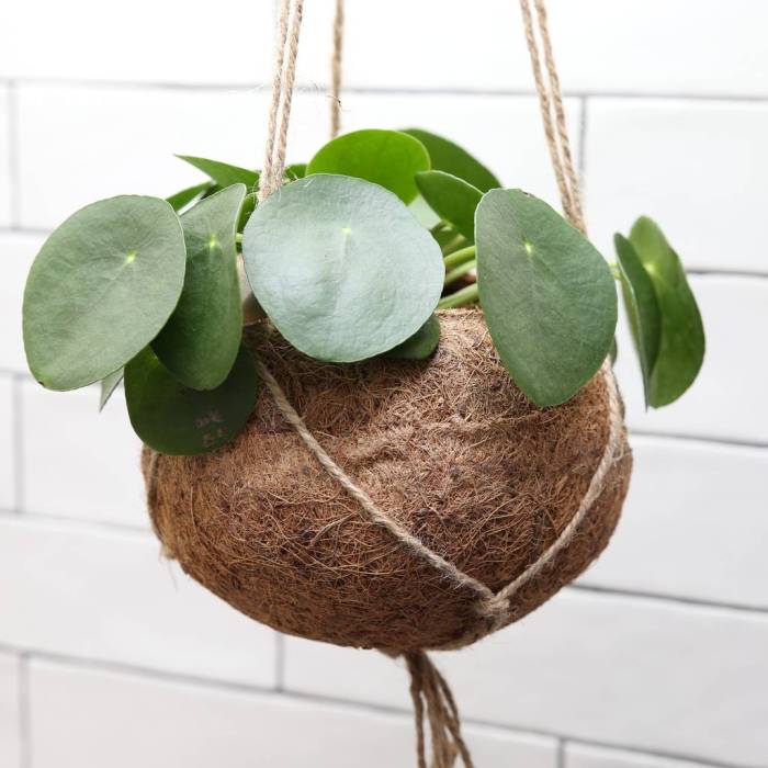 Hanging Plants Indoor | Chinese Money Plant Hanging Basket: A Guide to Care, Benefits, and Varieties