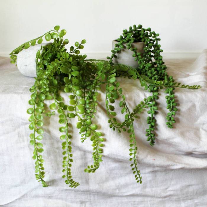 Hanging Plants Indoor | Green Trailing Plants: Enhancing Spaces with Beauty and Benefits