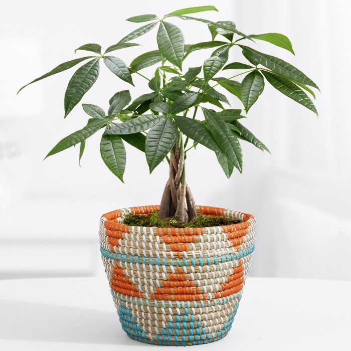 Hanging Plants Indoor | Essential Care Guide for a Thriving Money Tree Plant