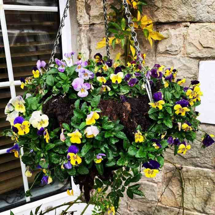 Hanging Plants Indoor | Winter Hanging Basket Plants from B&Q: Elevate Your Outdoor Spaces