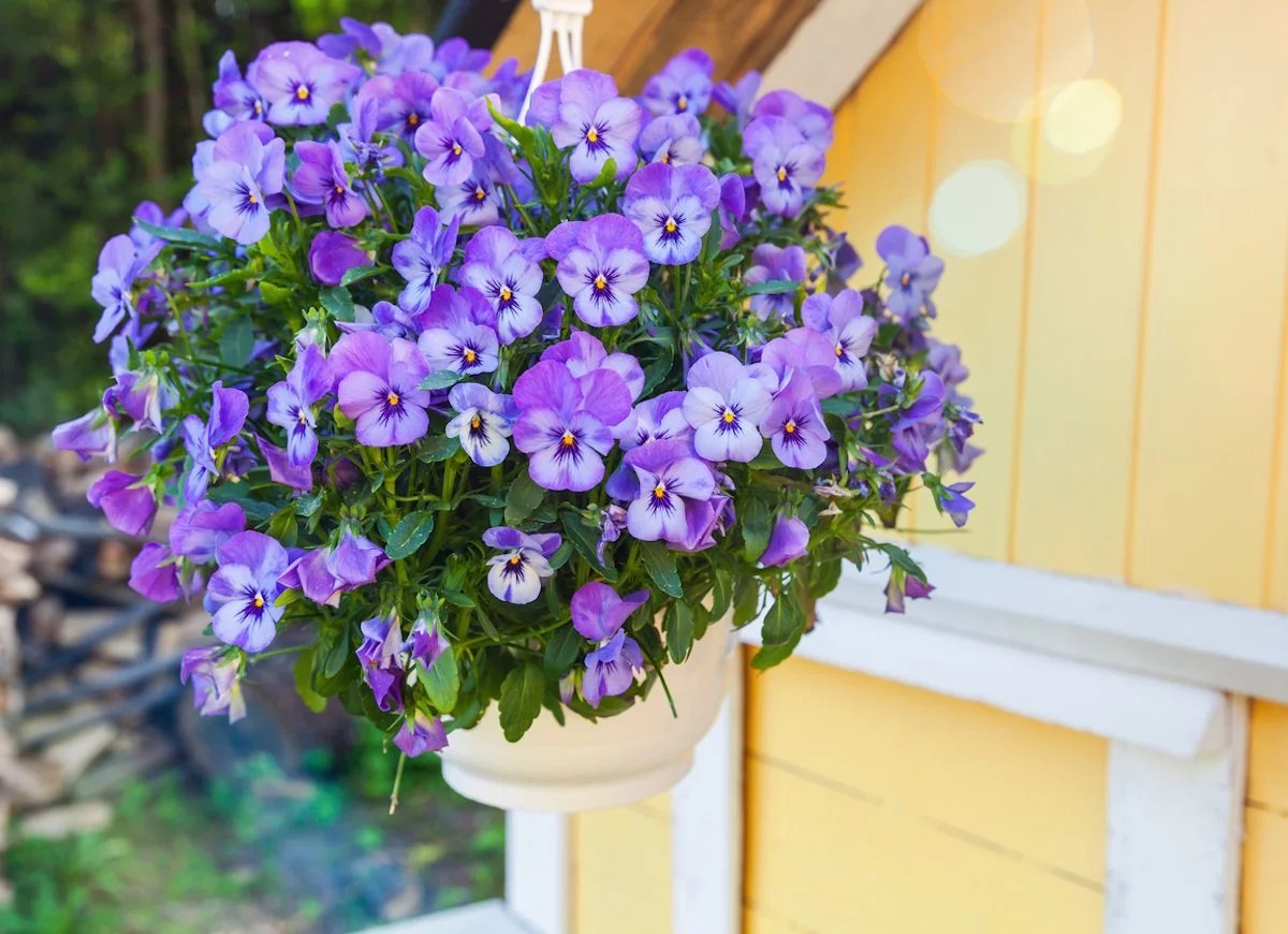 Hanging Plants Indoor | Best Indoor Hanging Flowers: Transform Your Space with Nature's Beauty