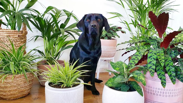 Hanging Plants Indoor | Cat-Friendly Indoor Hanging Plants: Beautify Your Home and Purify the Air