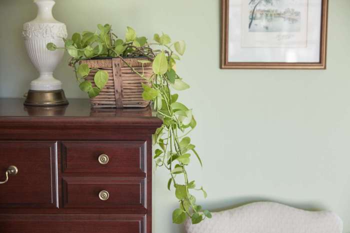 Hanging Plants Indoor | Best Plants to Keep in the Bedroom for Health and Aesthetics