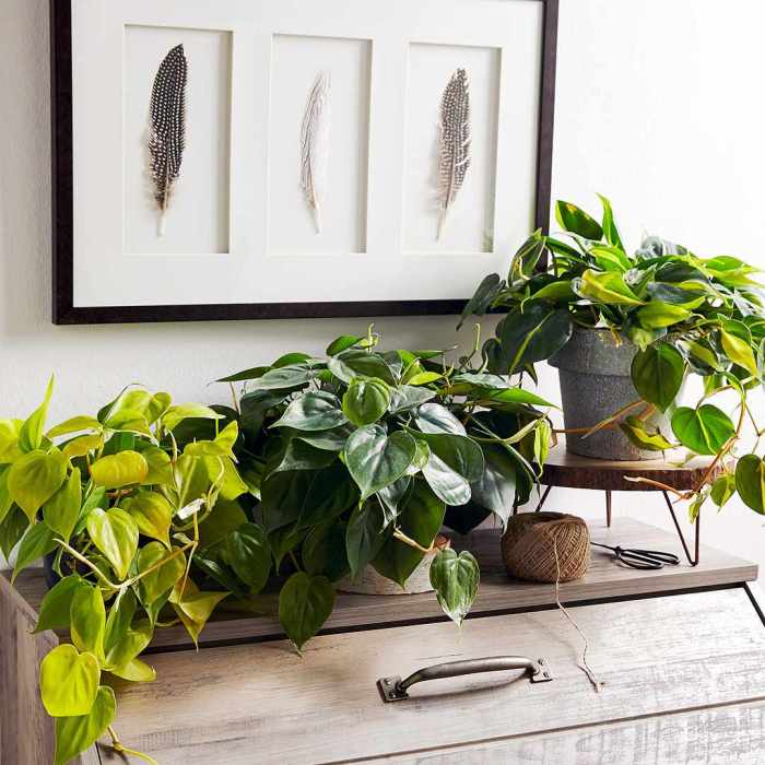 Hanging Plants Indoor | Best Hanging Indoor Plants for Low Light: Enhancing Dimly Lit Spaces