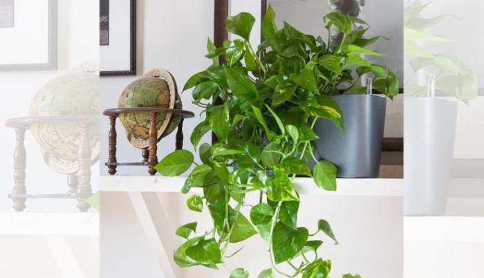 Hanging Plants Indoor | Best Hanging Plants for Dark Rooms: Illuminate Your Home with Greenery