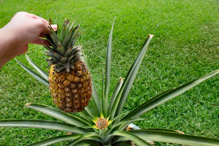 Hanging Plants Indoor | How to Trim a Pineapple Plant: A Comprehensive Guide to Enhance Growth and Aesthetics