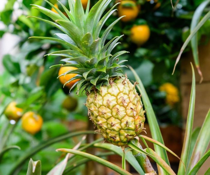 Hanging Plants Indoor | Pineapple Bush Care: A Comprehensive Guide to Growing and Enjoying This Tropical Delight