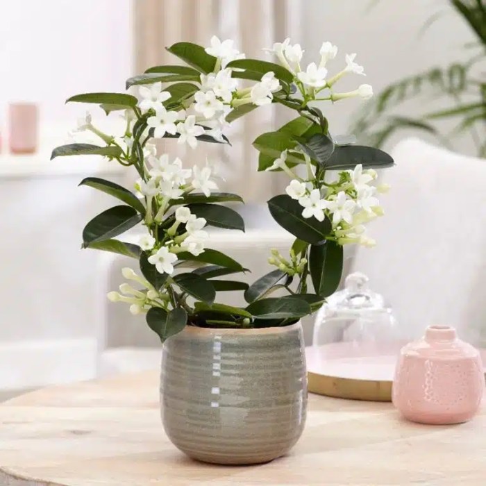 Hanging Plants Indoor | Bring Fragrance and Greenery Indoors with Fragrant Hanging Plants