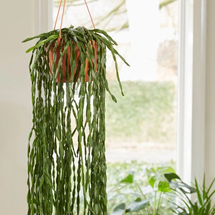 Hanging Plants Indoor | Hanging Cactuses: A Guide to Their Cultivation and Decorative Uses