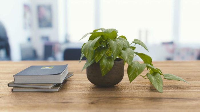 Hanging Plants Indoor | Hanging Desk Plants: Enhance Your Workspace with Greenery and Productivity