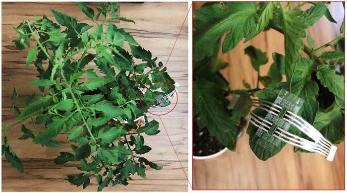 Hanging Plants Indoor | Plants Patch: A Guide to Design, Maintenance, and Benefits