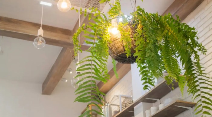 Hanging Plants Indoor | How to Hang Plants from the Ceiling: A Guide to Greenery Above