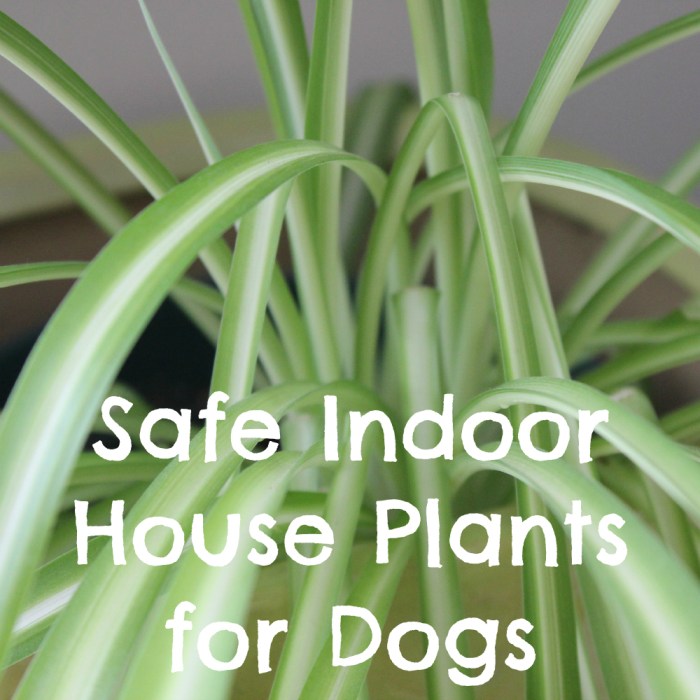 Hanging Plants Indoor | 10 Non-Toxic Hanging Plants for Your Dog-Friendly Home