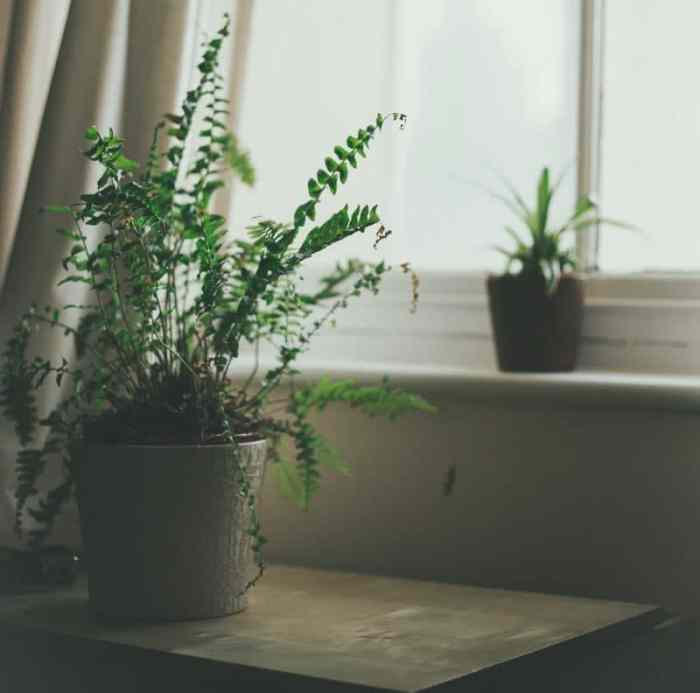 Hanging Plants Indoor | Best Hanging Plants for Low-Light Bedrooms: Enhance Ambiance and Purify Air