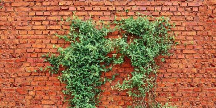 Hanging Plants Indoor | How to Remove Plants Growing on Walls: A Comprehensive Guide