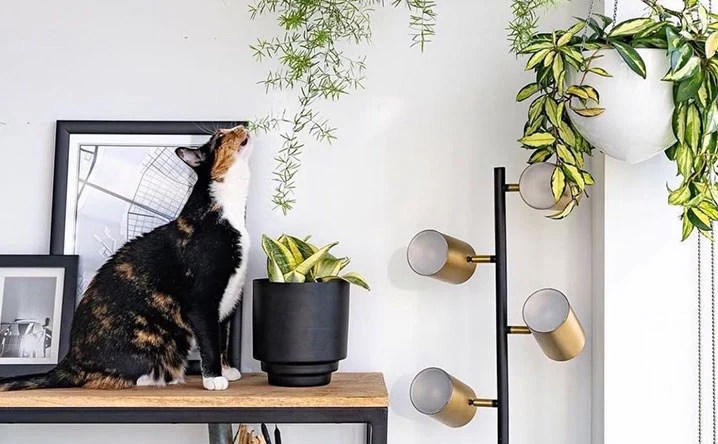 Hanging Plants Indoor | Hanging Plants for Cat Owners: A Guide to Safety and Style