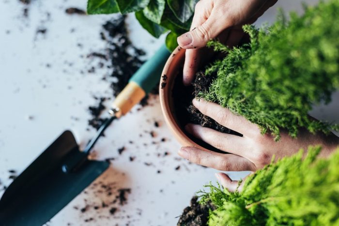 Hanging Plants Indoor | Best Plants to Pot: Elevate Your Indoor and Outdoor Spaces