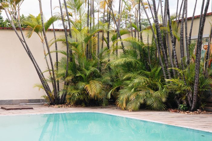 Hanging Plants Indoor | Best Plants for Around a Pool in Florida: Transform Your Outdoor Oasis
