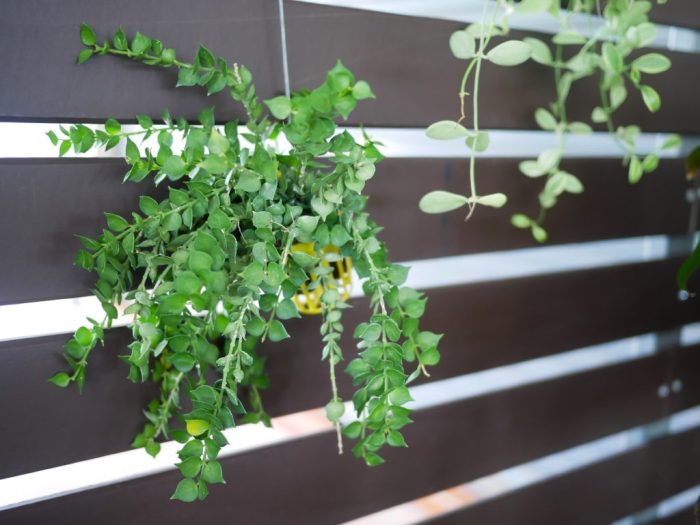 Hanging Plants Indoor | Hanging House Plants for Low Light: A Guide to Thriving Indoor Greenery